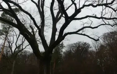 Pielęgnacja Pomnik&oacute;w Przyrody&nbsp;w Gminie Sanok 1