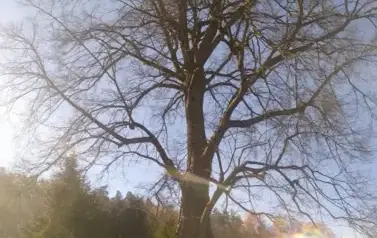 Pielęgnacja Pomnik&oacute;w Przyrody&nbsp;w Gminie Sanok 2