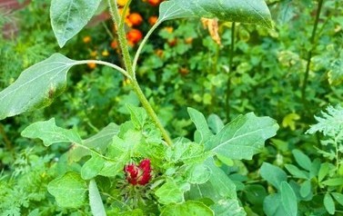 klimatyczny zakątek SP Niebieszczany (8)