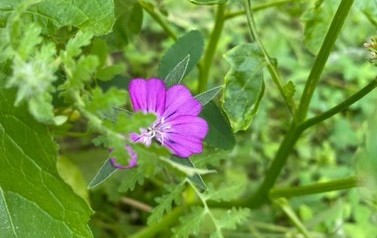 klimatyczny zakątek SP Niebieszczany (7)