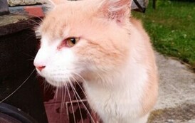 Uwaga! Znaleziono kota w Zabłotcach 1