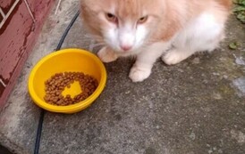 Uwaga! Znaleziono kota w Zabłotcach 2