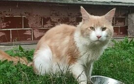 Uwaga! Znaleziono kota w Zabłotcach 3