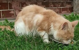 Uwaga! Znaleziono kota w Zabłotcach 4