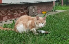 Uwaga! Znaleziono kota w Zabłotcach 5