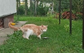 Uwaga! Znaleziono kota w Zabłotcach 6