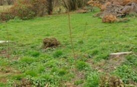 Akcja sadzenia drzew i krzew&oacute;w miododajnych w Gminie Sanok 1