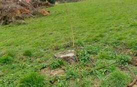 Akcja sadzenia drzew i krzew&oacute;w miododajnych w Gminie Sanok 3