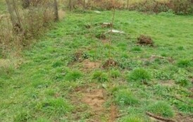 Akcja sadzenia drzew i krzew&oacute;w miododajnych w Gminie Sanok 4