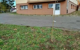 Akcja sadzenia drzew i krzew&oacute;w miododajnych w Gminie Sanok 6