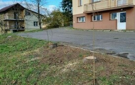 Akcja sadzenia drzew i krzew&oacute;w miododajnych w Gminie Sanok 7