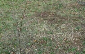 Akcja sadzenia drzew i krzew&oacute;w miododajnych w Gminie Sanok 9