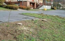 Akcja sadzenia drzew i krzew&oacute;w miododajnych w Gminie Sanok 11