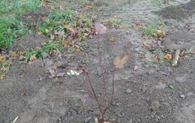 Akcja sadzenia drzew i krzew&oacute;w miododajnych w Gminie Sanok 13