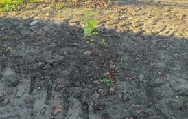 Akcja sadzenia drzew i krzew&oacute;w miododajnych w Gminie Sanok 14