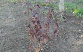 Akcja sadzenia drzew i krzew&oacute;w miododajnych w Gminie Sanok 16