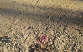 Akcja sadzenia drzew i krzew&oacute;w miododajnych w Gminie Sanok 17