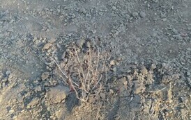 Akcja sadzenia drzew i krzew&oacute;w miododajnych w Gminie Sanok 18