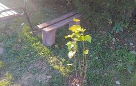 Akcja sadzenia drzew i krzew&oacute;w miododajnych w Gminie Sanok 19