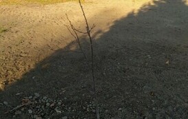 Akcja sadzenia drzew i krzew&oacute;w miododajnych w Gminie Sanok 21