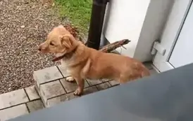 Uwaga! Czyja zguba?! W miejscowości Niebieszczany pojawił się pies 3