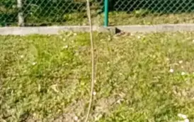 Wzbogacamy przyrodę Podkarpacia - akcja sadzenia roślin miododajnych w Gminie Sanok 6