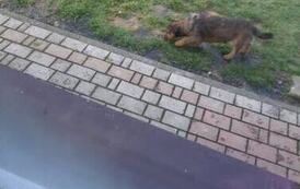 Uwaga Kostarowce i okolice! Czyj piesek?  2