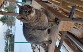 Kotek w Kostarowcach! Czyja zguba? 1