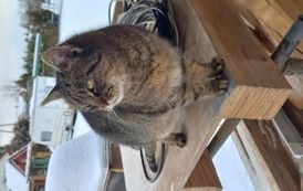 Kotek w Kostarowcach! Czyja zguba? 2