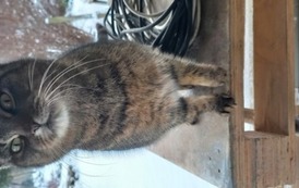 Kotek w Kostarowcach! Czyja zguba? 3