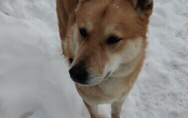&nbsp;Znaleziono dwa pieski w Pakosz&oacute;wce&nbsp; 3