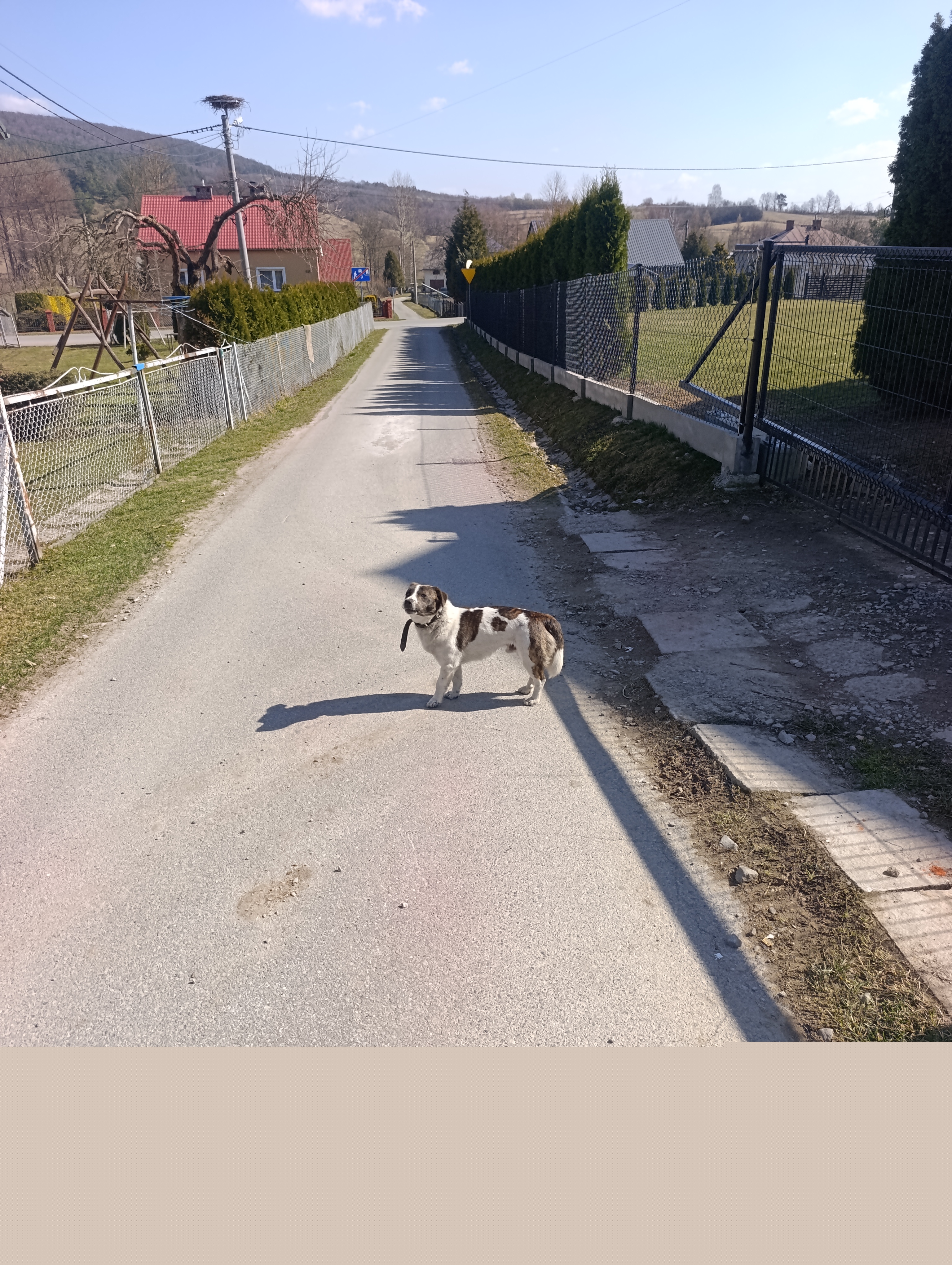 piesek błąkający się - Srog&oacute;w G&oacute;rny