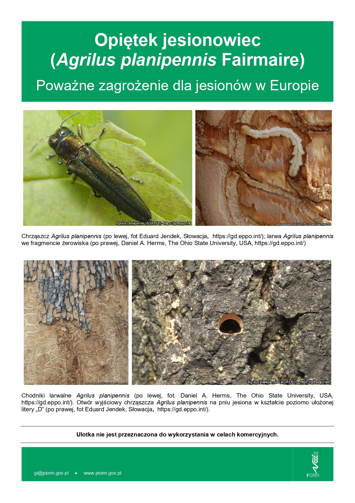 Komunikat dla mieszkańc&oacute;w gminy. Uwaga! Zagrożenie dla jesion&oacute;w - opiętek jesionowiec