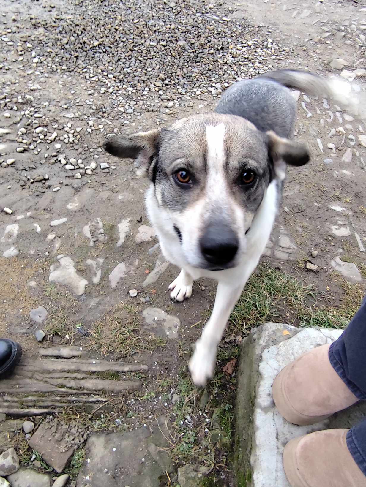 zdjęcie suczka wałęsa się w&nbsp;Mrzygłodzie