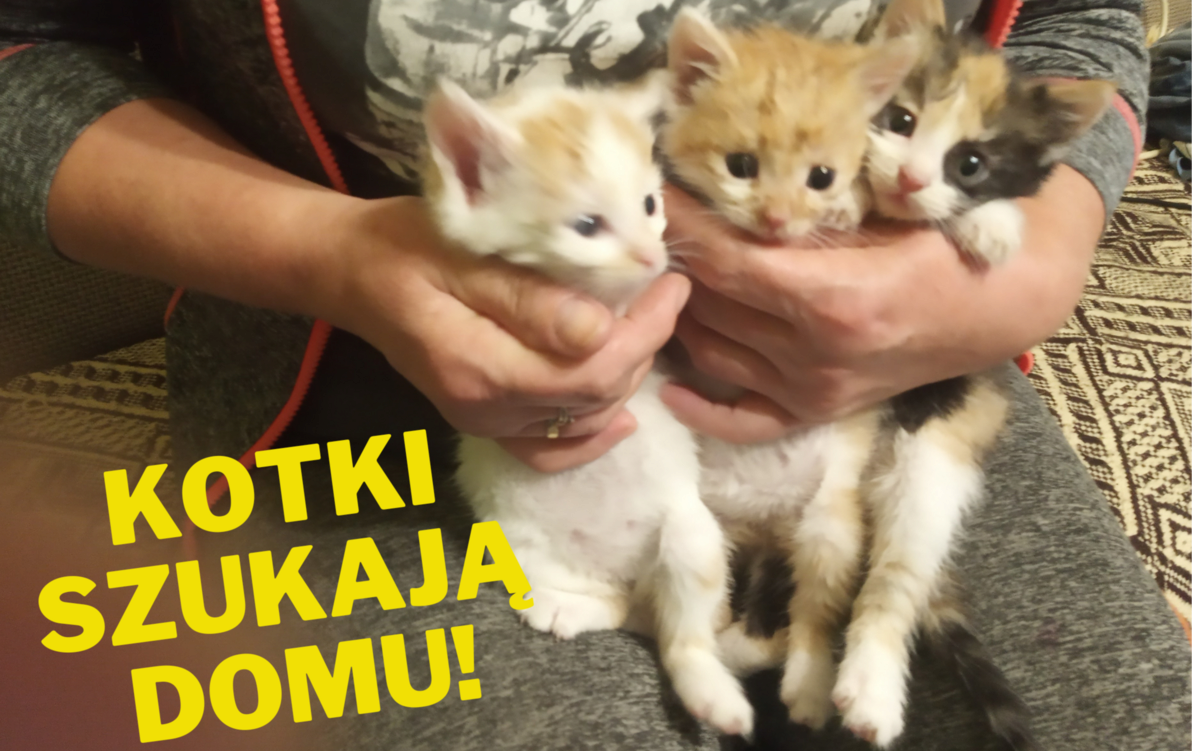 Zdjęcie do Trzy bezdomne, porzucone kotki szukają domu!&nbsp;&nbsp;