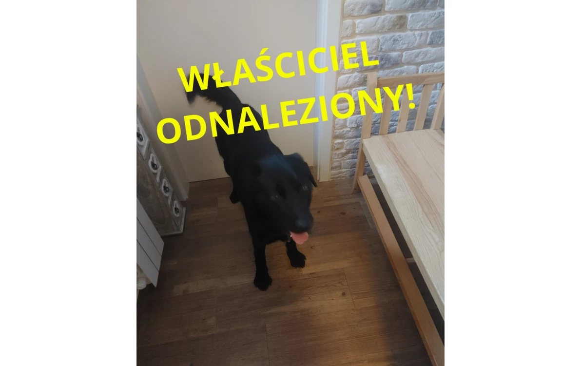 Zdjęcie do Czyja zguba? Czarny piesek błąka się w Srogowie G&oacute;rnym