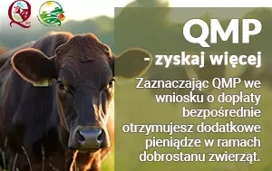 Zdjęcie do Dodatkowe pieniądze dla hodowc&oacute;w bydła z QMP &ndash; tylko do 16 czerwca!