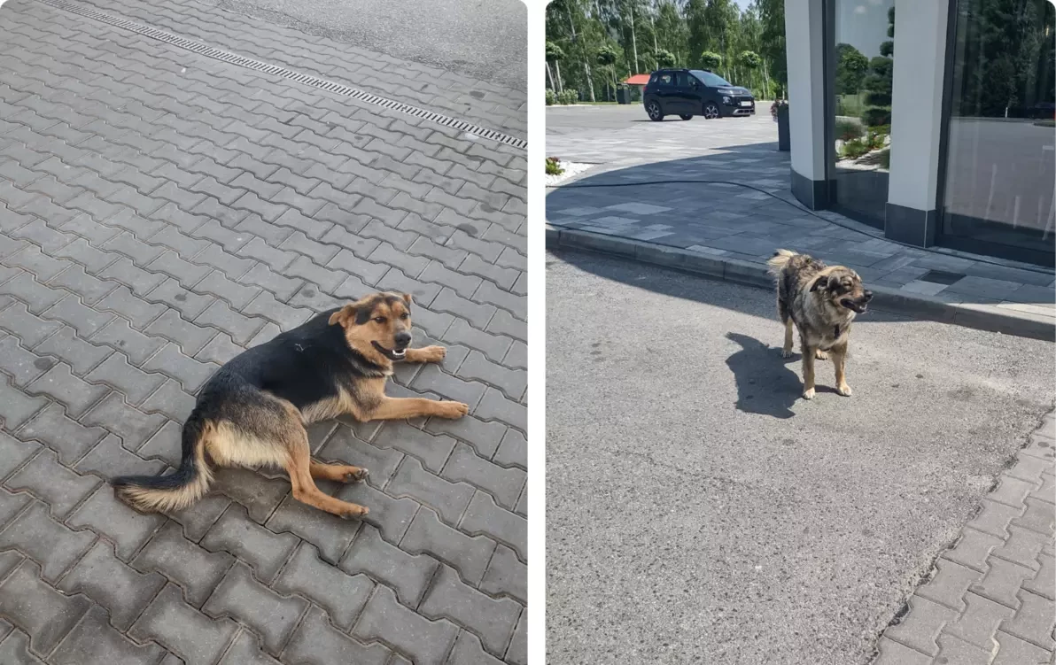 Zdjęcie do Błąkające się pieski w Lalinie! Szukamy właściciela