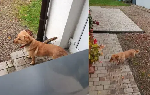 Zdjęcie do Uwaga! Czyja zguba?! W miejscowości Niebieszczany pojawił się pies
