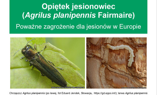 Uwaga! Zagrożenie dla jesionów - opiętek jesionowiec