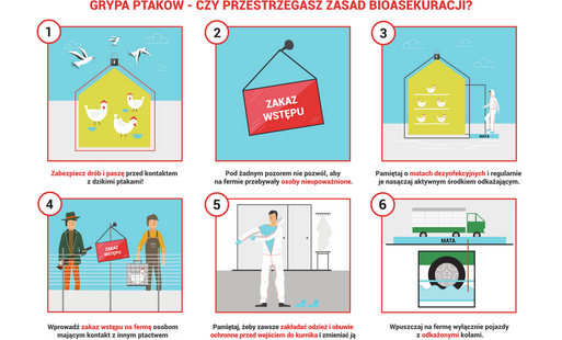 Zdjęcie do Komunikat Powiatowego Lekarza Weterynarii w Sanoku dotyczący zagrożenia grypą ptak&oacute;w w związku z jesiennymi migracjami dzikiego ptactwa 