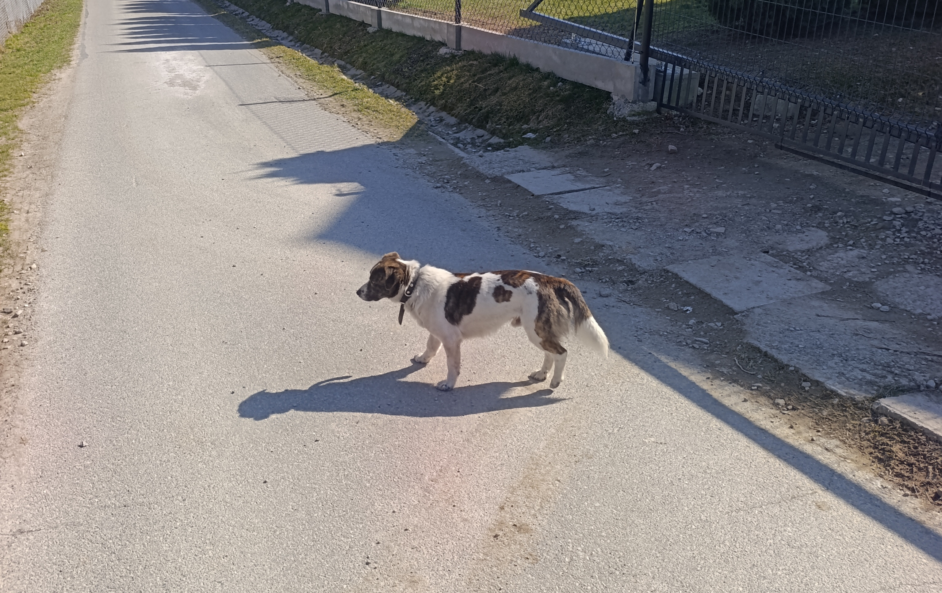 Zdjęcie do Uwaga Srog&oacute;w G&oacute;rny i okolice! Czyja zguba?