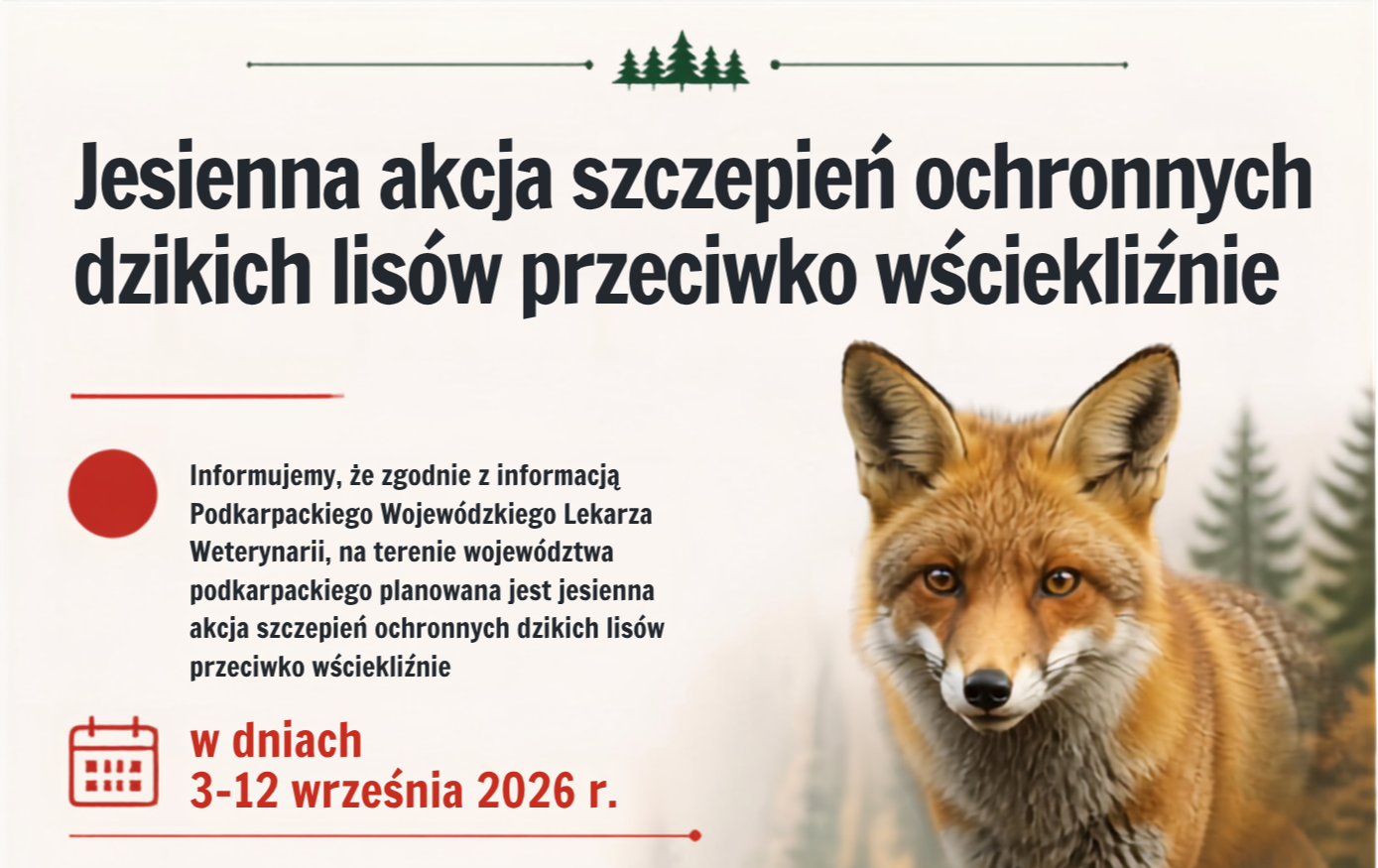 Zdjęcie do Komunikat dla mieszkańc&oacute;w Gminy Sanok - Akcja szczepienia lis&oacute;w przeciwko wściekliźnie
